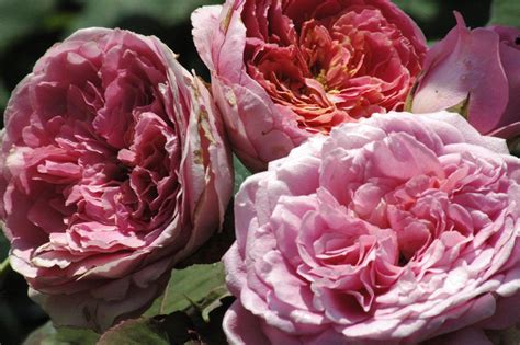 Rosa Generosa Amandine Chanel 